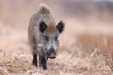 Dzik, boar, (Sus scrofa) © Bartosz Rakoczy