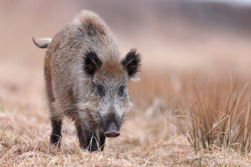 Dzik, boar, (Sus scrofa) © Bartosz Rakoczy