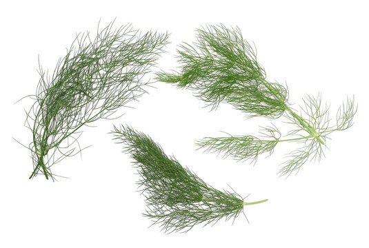 Set fresh green dill isolated on white background, top view