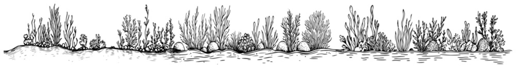 Coastal vegetation panoramic border with wild grasses and shrubs in hand drawn engraving style © Kaz