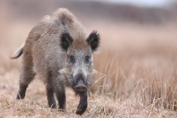 Dzik, boar, (Sus scrofa) © Bartosz Rakoczy