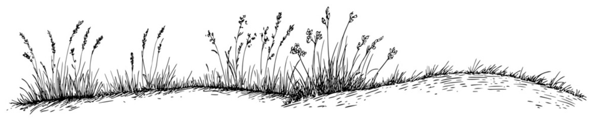 Wild grass and weeds growing on meadow slope in line art style © Kaz