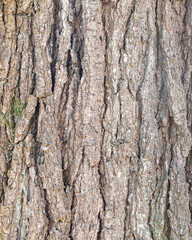 Fototapeta premium Natural Oak Bark Texture Background with Deep Vertical Cracks