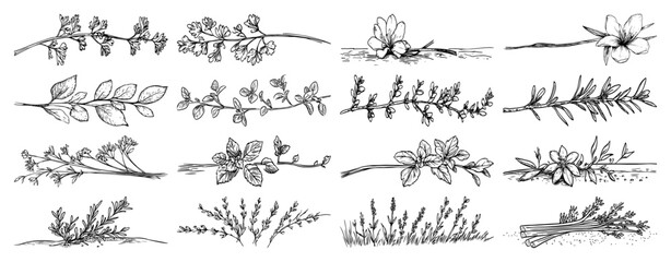 Culinary and aromatic herbs collection with rosemary lavender and mint in hand drawn line art style © Kaz