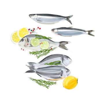 Watercolor-style dish featuring sardines and sea bream with slices of lemon and lime and sprigs of rosemary.. On a transparent background.