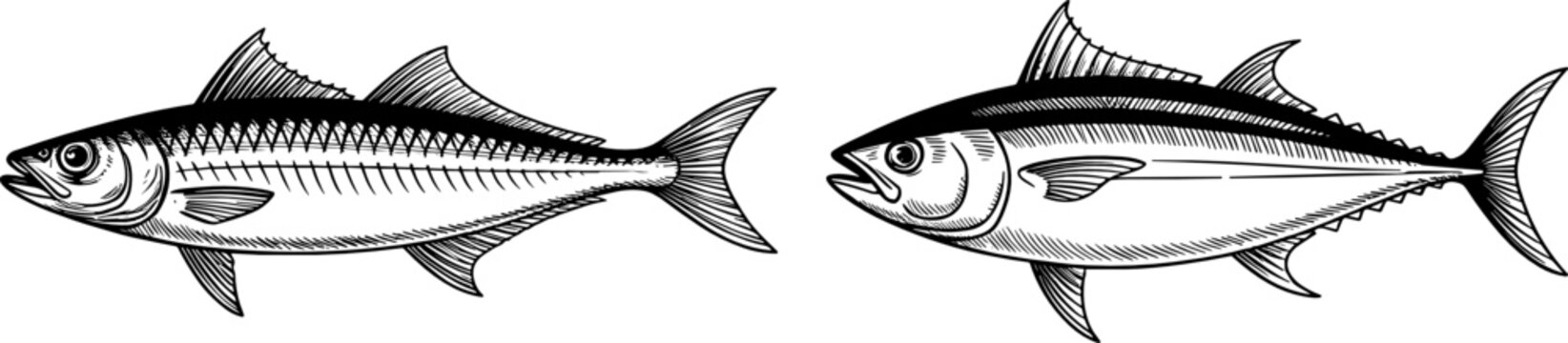 Vintage Hand Drawn Vector Set of Tuna and Mackerel Fish in Detailed Engraving Style for Seafood Restaurant Menu and Fishing Logo Design