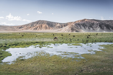 Cattle grazing in pastures in a mountain valley of the Pamirs in Tajikistan, cows walking on green grass high in the Tien Shan Mountains, landscape for background © Denis