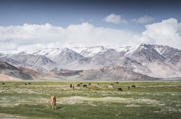 Cattle grazing in pastures in a mountain valley of the Pamirs in Tajikistan, cows walking on green grass high in the Tien Shan Mountains, landscape for background © Denis