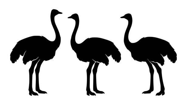 Three ostrich silhouettes vector illustration with standing birds isolated on white