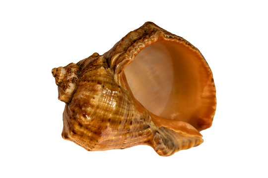 Marine gastropod seashell macro texture, spiral conch specimen closeup