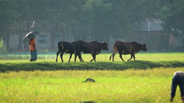 Bogura, Bangladesh - 22 July 2024: View of a farmer holding an umbrella while walking three cows along a narrow path through vibrant green agricultural fields.