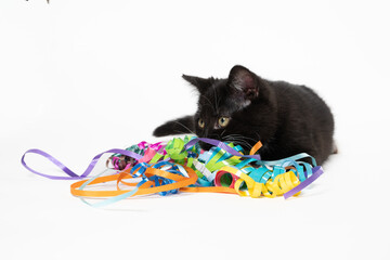 Cute black and white kitten with streamers on white © Tony Campbell