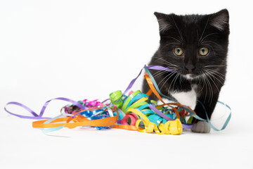 Cute black and white kitten with streamers on white © Tony Campbell
