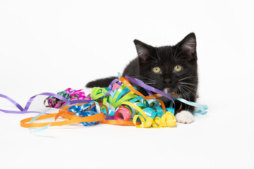 Cute black and white kitten with streamers on white © Tony Campbell