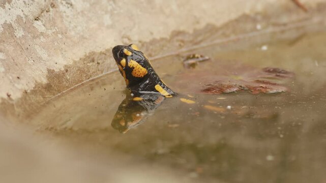 Fire salamander (Salamandra salamandra) partially submerged in pond