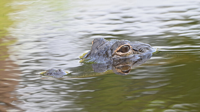 Adolescent American alligator early morning.