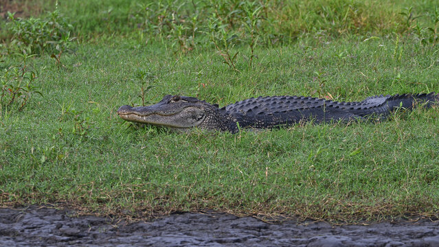 American alligator on cyprus swamp bank.