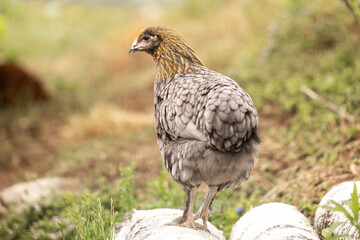 Portrait of a blue olive egger chicken hen in a lush backyard garden with natural greenery © Annabell Gsödl