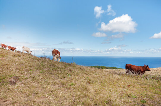Cows freely roaming grassy landscape near Orongo with ocean view in Easter Island