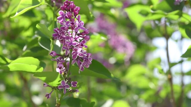 Lilac flowers blossom background - Branch with purple petals blooming and swaying in the wind - Spring nature close up.