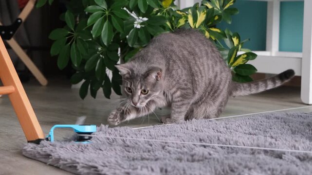 cute tabby cat playing with moving string catching toy, slow motion