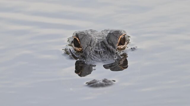 Young American alligator close forward stare.
