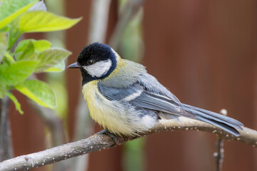 Obraz premium colorful great tit in the garden