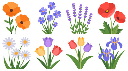 Collection of colorful floral illustrations including poppies tulips daisies and lavender on a white background © rocky