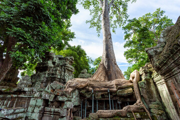 Fototapeta premium A beautiful view of Ta Prohm's Ruins in the Angkor Thom Complex