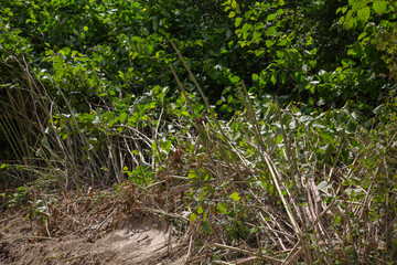 a large pile of cut japanese knotweed stalks and wild shrubs lying on the dirt ground next to a road for clearing the path © Tatiana Selinger