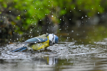 Blue Tit Bird Splashing Water While Bathing In A Pond With Green Foliage Background Natural Lighting © Sertan