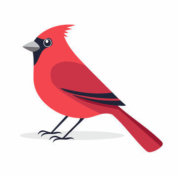 Illustration of a Red Cardinal Bird