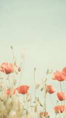 Naklejka premium Soft focus close up of red poppies blooming in a field. Shot with vintage lens for artistic bokeh and retro teal and orange film look. Dreamy summer atmosphere.