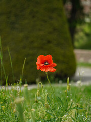 Obraz premium a close-up photo of a bright red flower against a green background