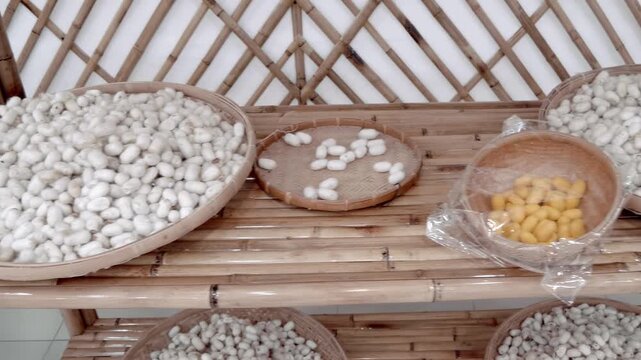 A large collection of white silkworm cocoons closed and opened with scissors, harvested from the domesticated silk moth (Bombyx mori) to be processed into silk thread arranged in a traditional woven b