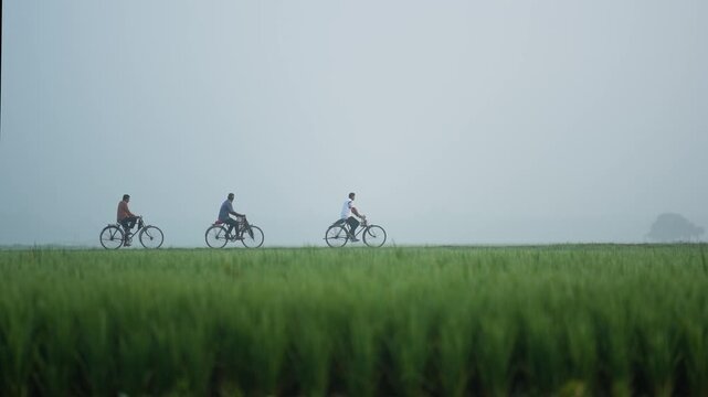 Bogura, Bangladesh - 15 November 2023: View of three men riding bicycles along a path through lush green rice fields under a misty morning sky.
