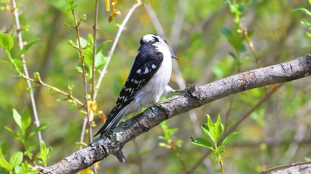 A downy woodpecker bird, Picoides pubescens, looks around and hops backward