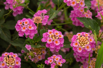 Obraz premium Beautiful pink and orange Lantana camara flowers blooming in a lush green garden. Close-up of vibrant floral clusters with textured leaves. Natural botanical scene in soft morning light.