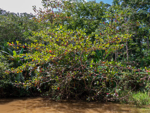 The Tortuguero Canals, located within Costa Rica's Tortuguero National Park, are a breathtaking network of natural and man-made waterways known as the "Amazon of Costa Rica". They are famous for