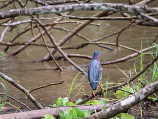 Fototapeta premium A Green Heron is perched on a fallen tree branch over murky water in a swampy area, among branches and vegetation in Port Limon, Costa Rica.,