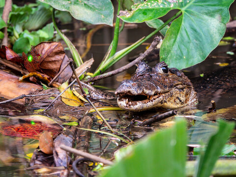 Spectacled Caiman swimming in a river close to lush vegetation in the tropical rainforest habitat. Wildlife photography showcases this reptile and the biodiversity. Port Limon, Costa Rica