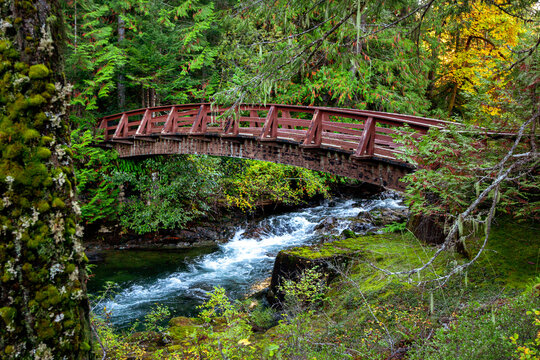 Mountain river stream with clear water and a pedestrian bridge among trees, ferns and green moss of the rainforest. Little Qualicum falls park, Vancouver Island, Canada.