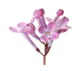 Obraz premium Fresh lilac flowers isolated on white. Beautiful blossom