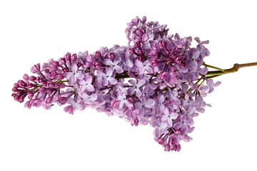 Obraz premium Lilac blossoms. Branch with beautiful flowers isolated on white