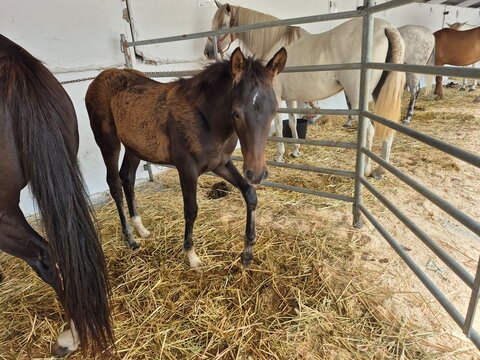 Caballo
