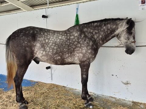 Caballo