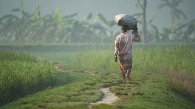 Bogura, Bangladesh - 28 November 2023: View of a man carrying a heavy sack on his head while walking along a narrow path through lush green rice fields on a misty morning.