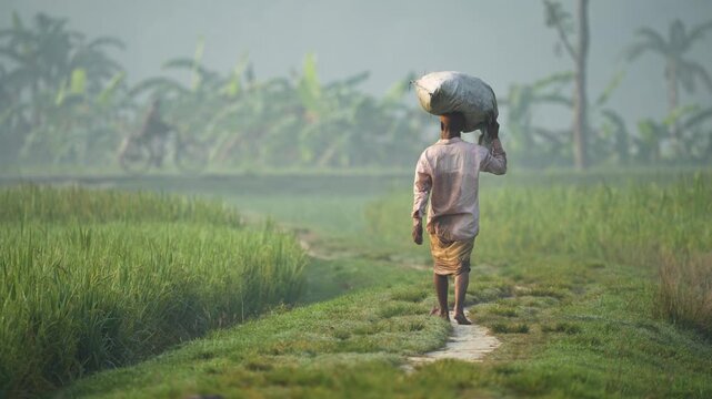 Bogura, Bangladesh - 28 November 2023: View of a man carrying a large sack on his head while walking along a path through lush green rice fields on a misty morning.