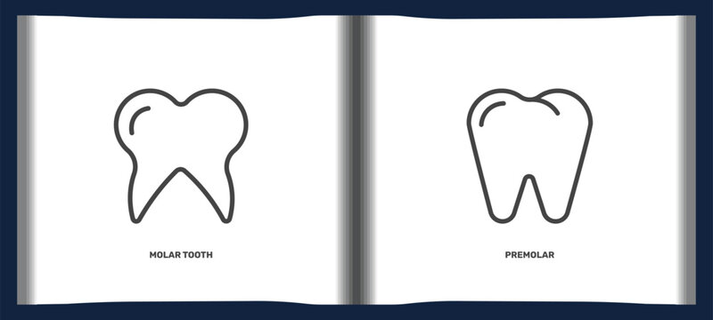 medical icon set with molar tooth, premolar signs in flat outline style. linear icons for ui, web and printing
