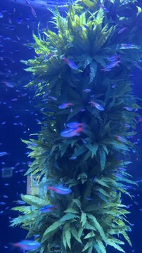 Neon tetra Paracheirodon innesi swimming around Microsorum pteropus aquatic plants in freshwater aquarium. Species native to clear blackwater streams of the Amazon Basin in South America.